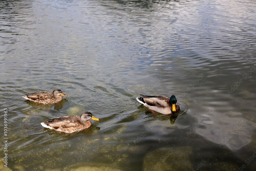 Ducks in the High Tatras. Ducks on Strbske pleso in High Tatras, Slovakia. Ducks in the High Tatras. Ducks on Strbske pleso in High Tatras, Slovakia.