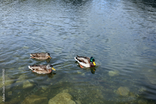 Ducks in the High Tatras. Ducks on Strbske pleso in High Tatras, Slovakia. 