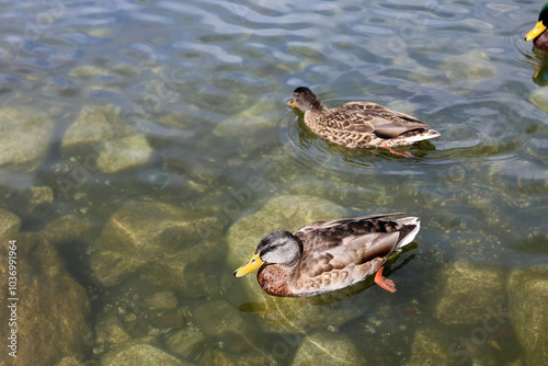 Ducks in the High Tatras. Ducks on Strbske pleso in High Tatras, Slovakia. 