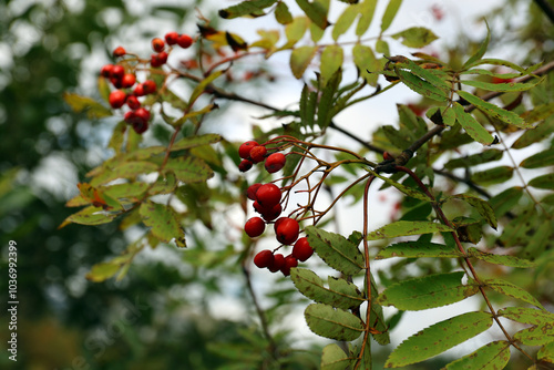 Fruits of Crataegus laevigata on a bush near Strbske pleso, Slovakia.