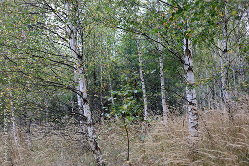 Birch grove in early autumn in High Tatras, Slovakia. 