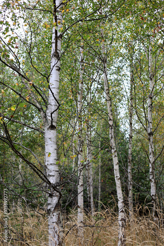 Birch grove in early autumn in High Tatras, Slovakia. 