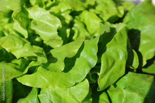 Fresh lettuce. Fresh salad full of vitamins from the farm. 