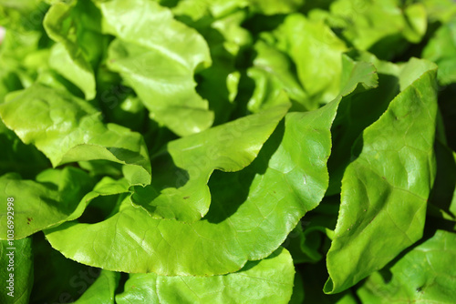 Fresh lettuce. Fresh salad full of vitamins from the farm. 