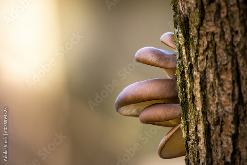 Grzyby na drzewie brązowe huba  photo