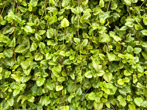 Plectranthus verticillatus or swedish ivy plant. Green leaves nature background. Fresh and intense green. Green hedge made of plants. photo