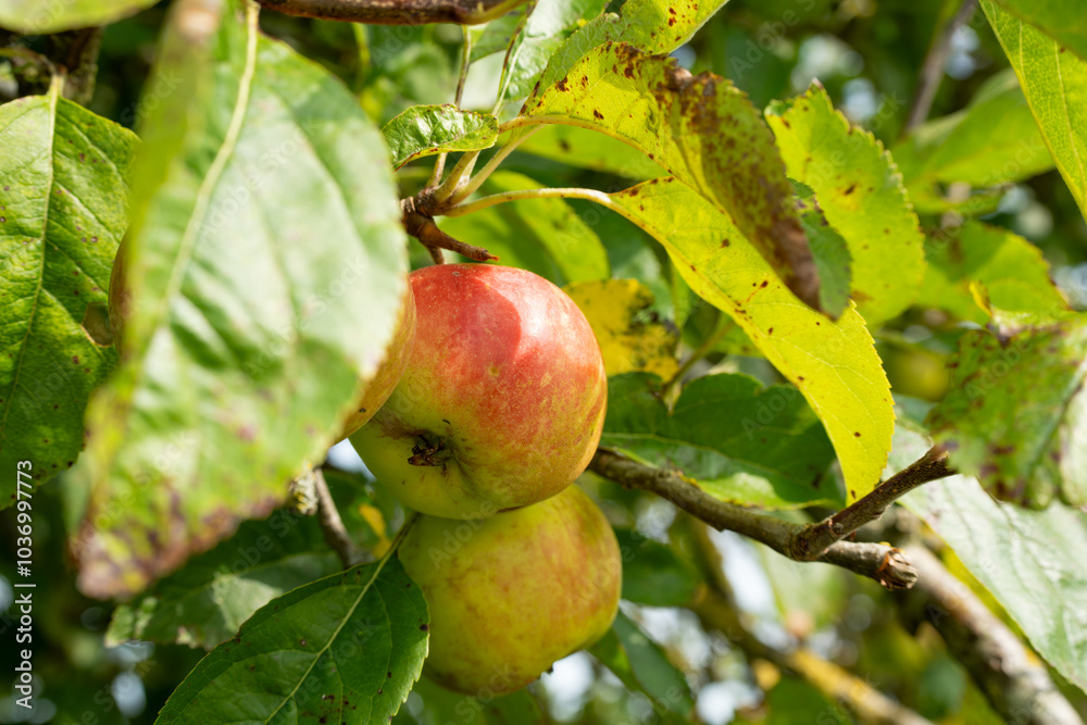close-up of two shining summer hanging apples close-up of two shining summer hanging apples