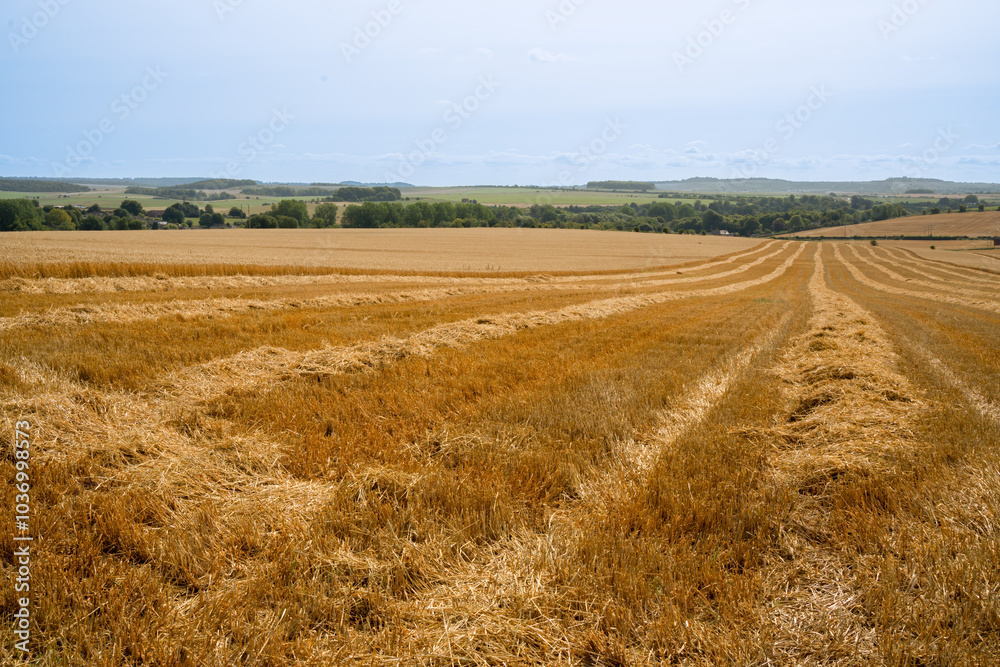Obraz premium a hay field shines golden in summer sunshine, hay harvesting underway
