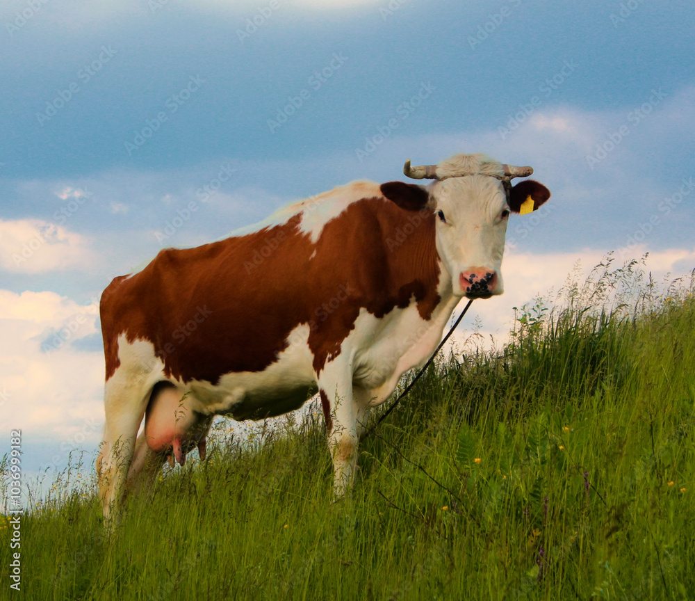 cow in the field cow in the field