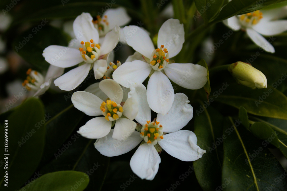 Obraz premium white and yellow flowers
