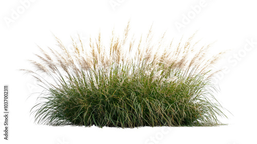 Pampas grass with fluffy white plumes, white isolated background. Transparent background