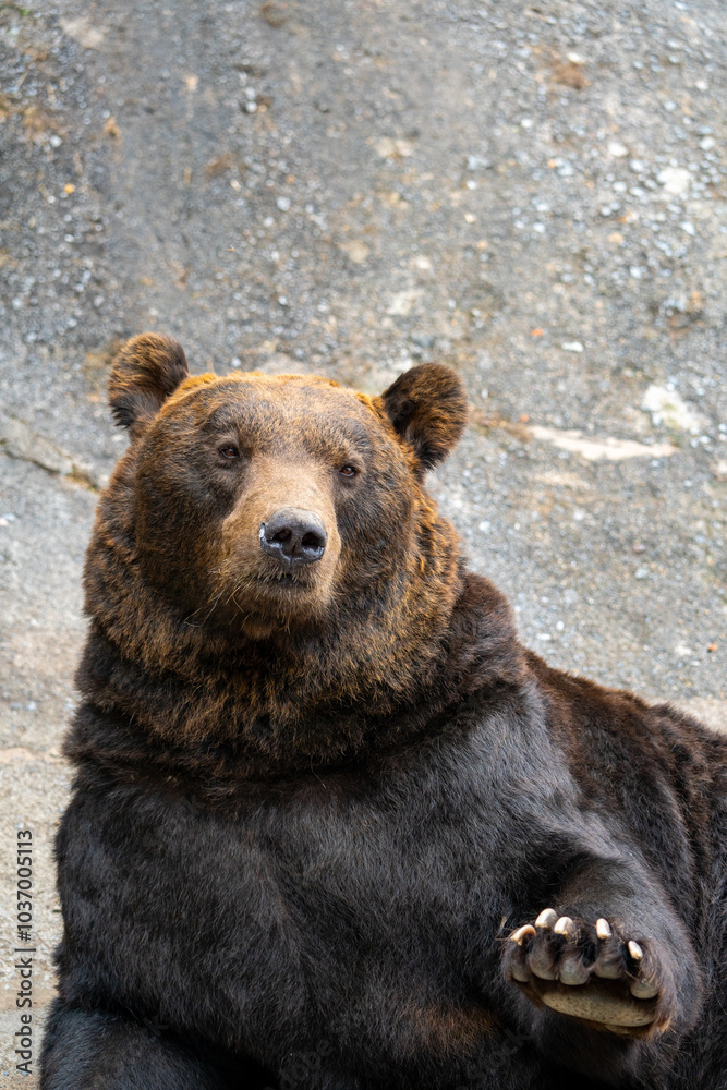 Fototapeta premium 北海道 熊牧場の熊の写真