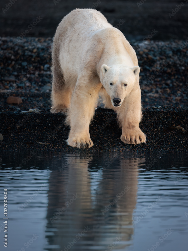 Polar bears on black beach in Svalbard Polar bears on black beach in Svalbard