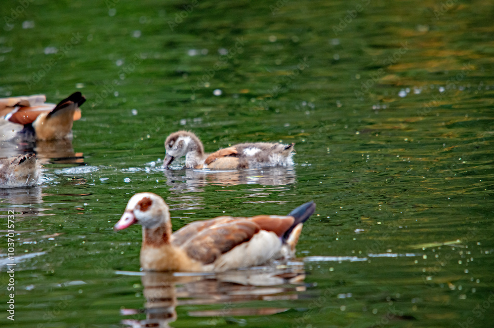Junge Gänseküken auf dem Wasser Junge Gänseküken auf dem Wasser