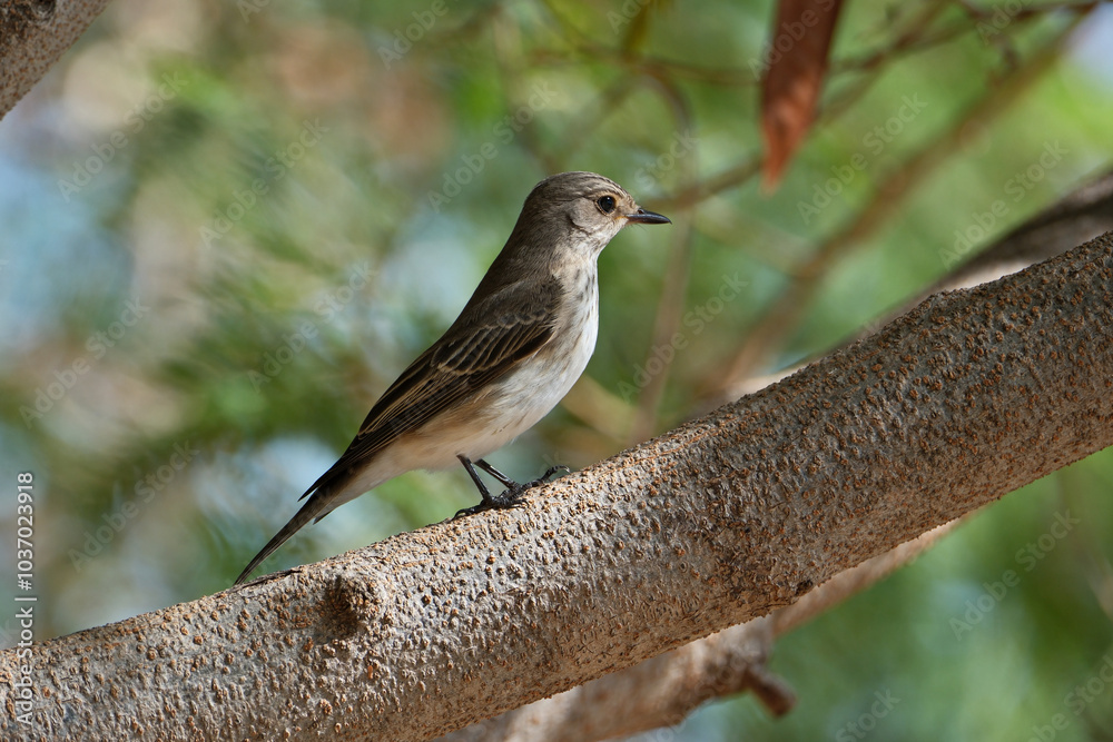 Fototapeta premium Pied flycatcher (Phoenicurus ochruros) on a branch