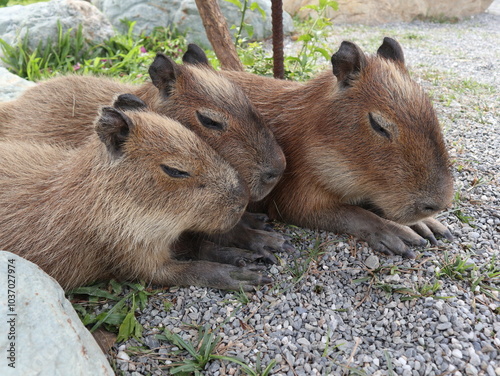baby capybaras sleeping together to get warm and safety