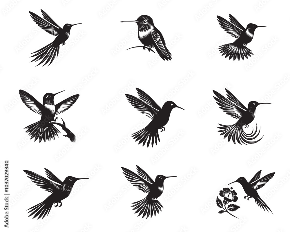 Fototapeta premium Collection of Costa's Hummingbird silhouette design, Hummingbird Vector illustration in black and white