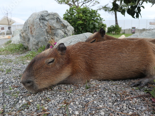 baby capybaras sleeping together to get warm and safety