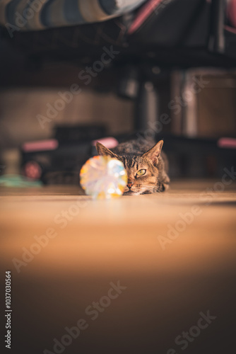 cat on the roof
