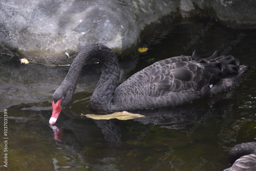 Fototapeta premium The black swan (Cygnus atratus) is a large waterbird, it is a large bird with The bill is bright red, with a pale bar and tip, legs and feet are greyish-black. A Black Swan singly swims on a lake.