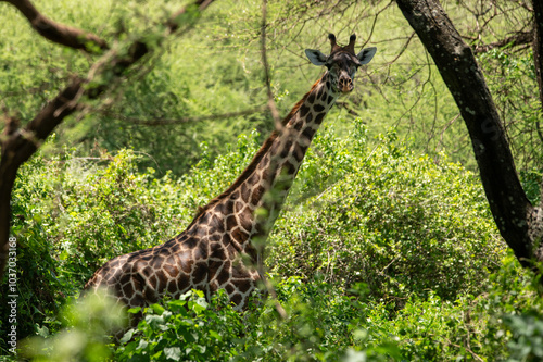 giraffe in the woods photo