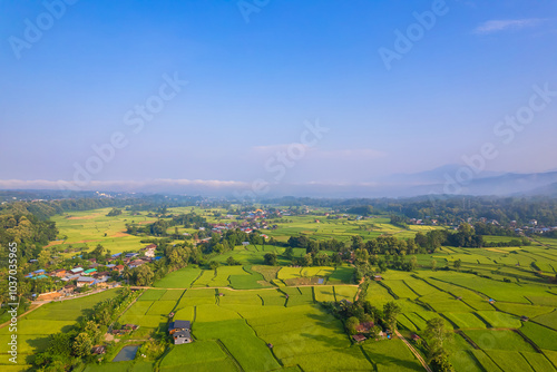 Beautiful aerial view natural of the agriculture in green and yellow rice field in rainy season for cultivation in Nan Province, Thailand.