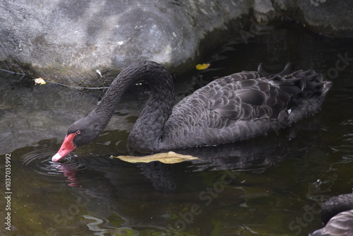 The black swan (Cygnus atratus) is a large waterbird, it is a large bird with The bill is bright red, with a pale bar and tip, legs and feet are greyish-black. A Black Swan singly swims on a lake. photo