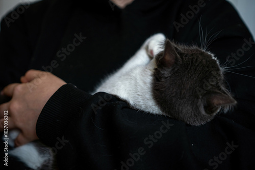 Cat, Person, Holding - Black and white cat being held in a person's arms. photo