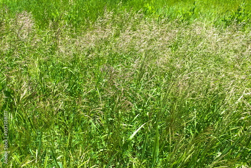 green grass background