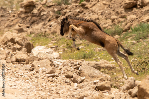 Wildebeast baby junping cross the road during the great migration in Tanzania photo