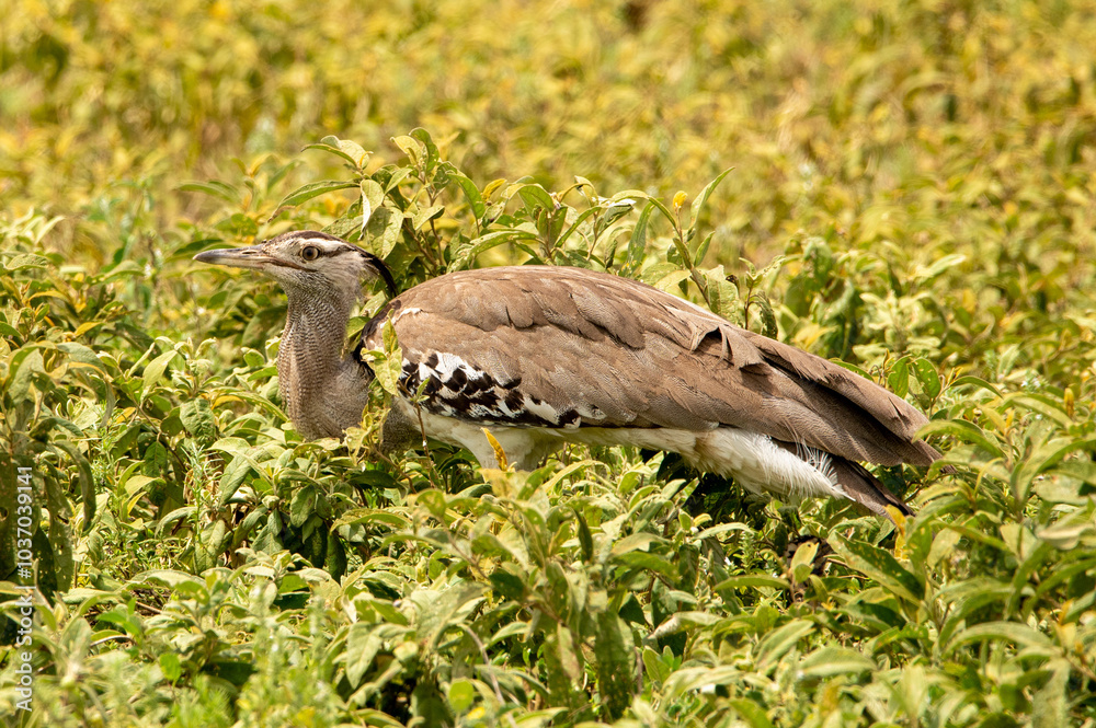 Fototapeta premium Kori bird walking in a green field in Ndutu Tanzania