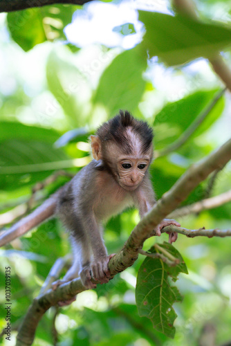 Baby monkey on a tree