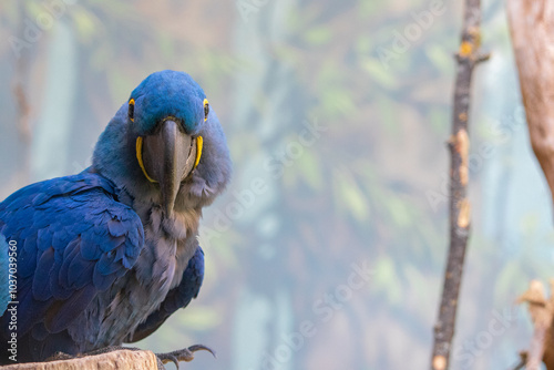 Hyacinth macaw (Anodorhynchus hyacinthinus) is looking forward, maintaining eye contact, with a natural background and space in front of it. photo