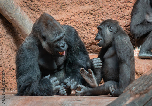 Two Western lowland gorillas are laughing, sitting opposite each other and interacting. Their gestures and facial expressions create a sense of friendly communication and mutual understanding.
