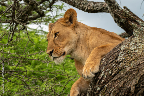 Lion looking down from a tree in Ndutu Tanzania photo