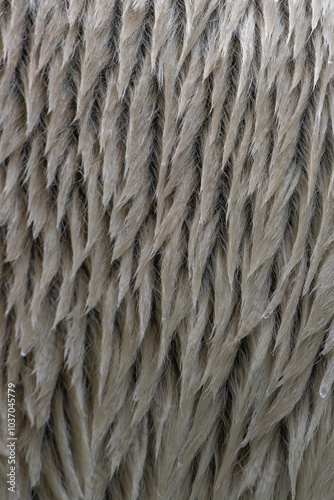 Polar bear (Ursus maritimus), polar bear fur, detailed fur, macro, good texture, sharp photo, bear fur, white fur, polar bear skin, arctic animal, cold climate, white hairs 