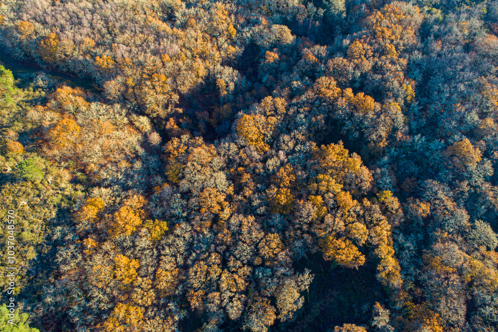 aerial top view of a deciduous forest in autumn with the leaves of the trees in different colors, seasonal background for texture and design aerial top view of a deciduous forest in autumn with the leaves of the trees in different colors, seasonal background for texture and design
