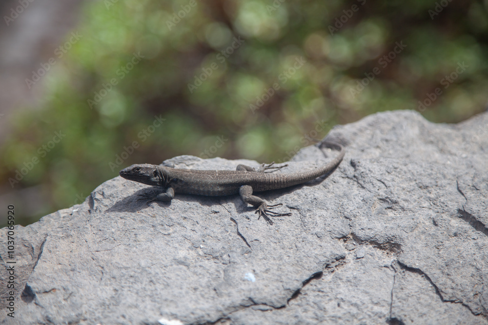 Small lizard sunbathing on a rock in a natural environment Small lizard sunbathing on a rock in a natural environment