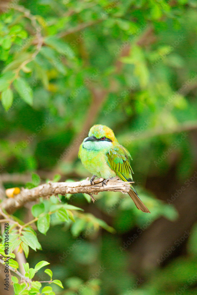 Obraz premium green bee eater