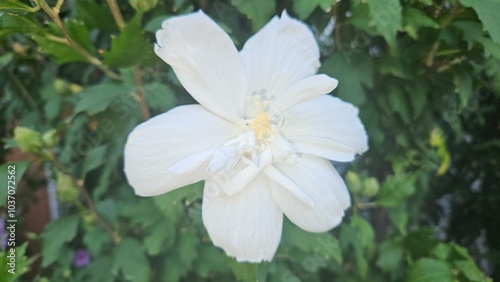 Close-up of a single white hibiscus flower in full bloom