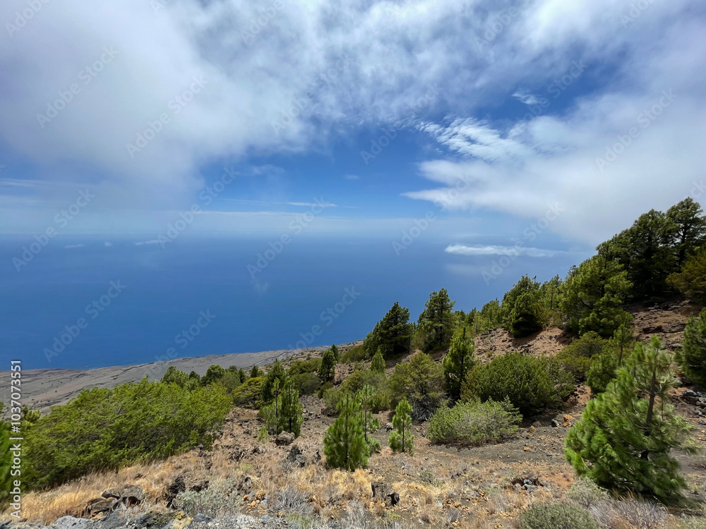 Pine trees growing on mountainside overlooking the ocean