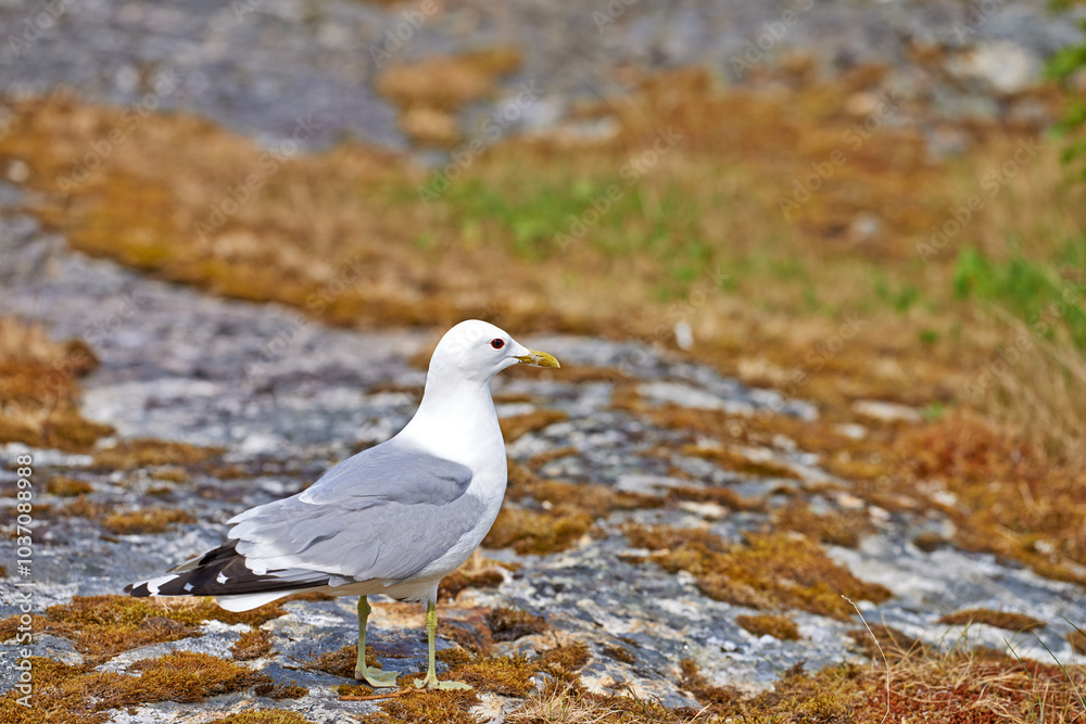 Bird, seagull and walking on land for wallpaper, habitat creation and natural environment space. Fishing animal, sustainability or break in nature for freedom, resting or rocks in coastline ecosystem Bird, seagull and walking on land for wallpaper, habitat creation and natural environment space. Fishing animal, sustainability or break in nature for freedom, resting or rocks in coastline ecosystem