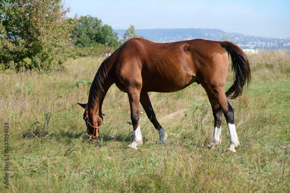 A close-up of a brown horse grazing on green grass, highlighting its head and front legs, with a chain attached, set in a peaceful rural environment A close-up of a brown horse grazing on green grass, highlighting its head and front legs, with a chain attached, set in a peaceful rural environment
