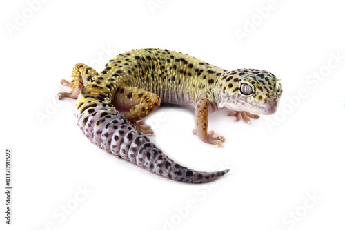 leopard gecko lizard isolated on white, eublepharis macularius