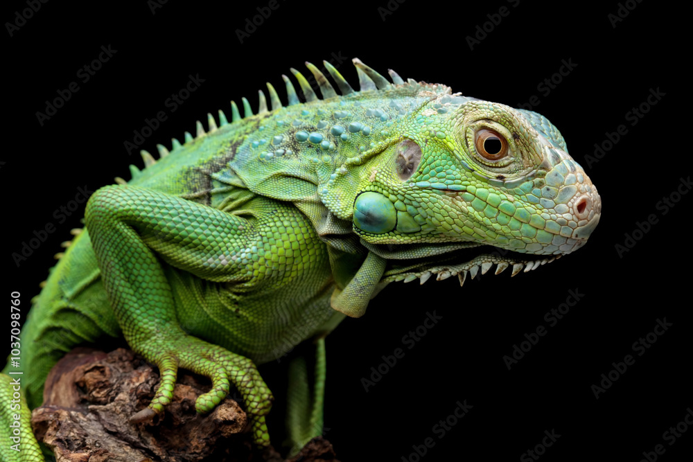 green iguana head and spikes, closeup head of green iguana, animal closeup green iguana head and spikes, closeup head of green iguana, animal closeup