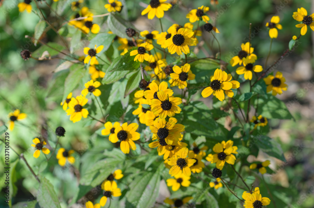 top down view of rudbeckia triloba with green leaves in part shade and light top down view of rudbeckia triloba with green leaves in part shade and light