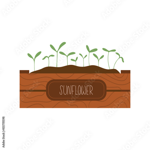 Sprouting sunflower microgreens in a wooden planter, perfect for eco friendly visuals