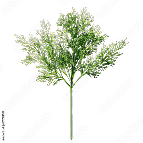 Sprig of dill with delicate fronds