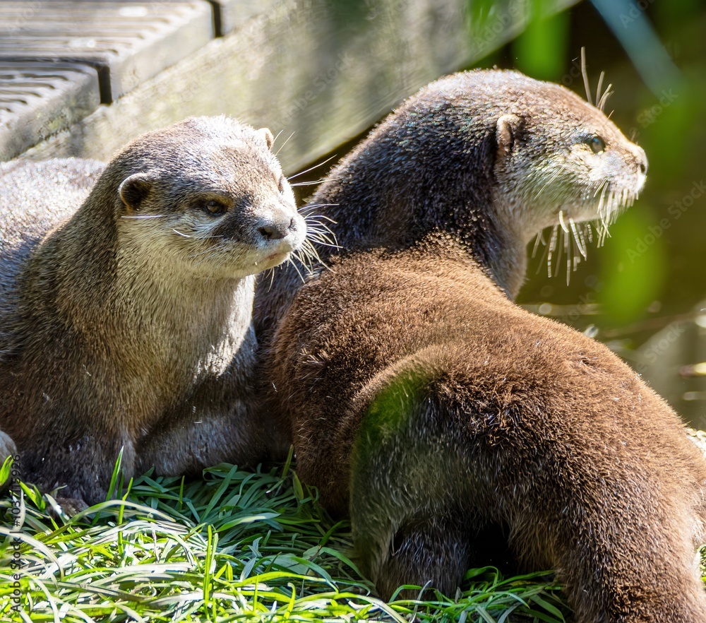 cute little predator, the otter