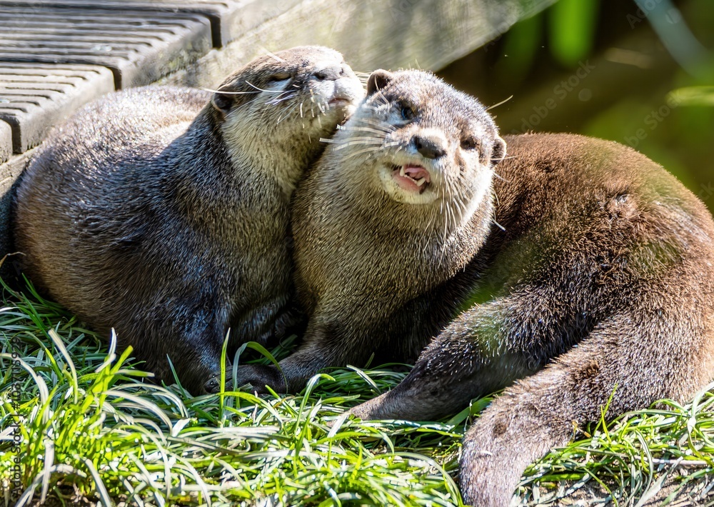 cute little predator, the otter